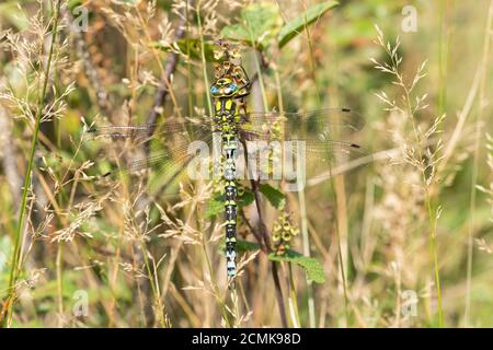 Libellule d'Aeshna cyanoa mâle (Southern hawker Dragonfly), Royaume-Uni Banque D'Images