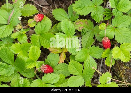 Fraisiers sauvages aux fraises rouges (Fragaria vesca, également appelée fraise forestière, fraise alpine), Royaume-Uni Banque D'Images