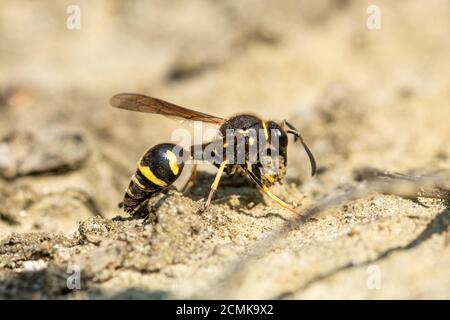 Heath potter wasp (Eumenes coarctatus) recueillir une boule d'argile pour construire son nid pot à Surrey, UK Landes Banque D'Images