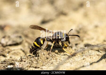 Heath potter wasp (Eumenes coarctatus) recueillir une boule d'argile pour construire son nid pot à Surrey, UK Landes Banque D'Images