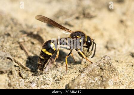 Heath potter wasp (Eumenes coarctatus) recueillir une boule d'argile pour construire son nid pot à Surrey, UK Landes Banque D'Images