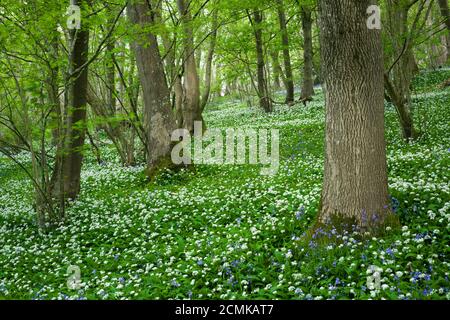 Un tapis d’ail sauvage (Allium ursinum) ou de Ramson fleurit au printemps dans le bois de King dans les collines de Mendip, près d’Axbridge, Somerset, en Angleterre. Banque D'Images