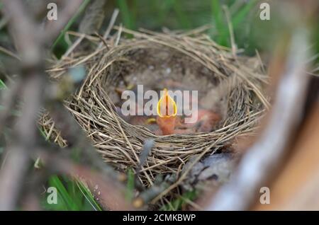 Petit oiseau nouveau-né dans le nid d'une Grive de la chanson (Turdus Philomelos) avec ouvert attendant d'être nourri. Faible profondeur de champ, gros plan. Banque D'Images