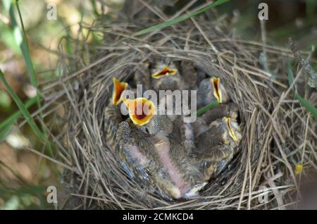 Cinq petits oiseaux d'une Grive de la chanson (Turdus Philomelos) attendent de la nourriture. Faune de l'Ukraine. Faible profondeur de champ, gros plan. Banque D'Images