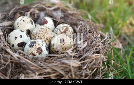 Sept œufs de caille mouchetés dans un nid sur l'herbe verte en gros plan. Faible profondeur de champ Banque D'Images