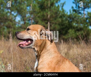 Le chien rouge de la race American Pit Bull Banque D'Images