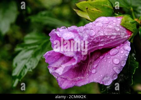 Brunswick, Allemagne. Le 05septembre 2020. Des gouttes d'eau sont couchés sur la fleur d'une allow de jardin après une douche à effet pluie. Credit: Stefan Jaitner/dpa/Alay Live News Banque D'Images