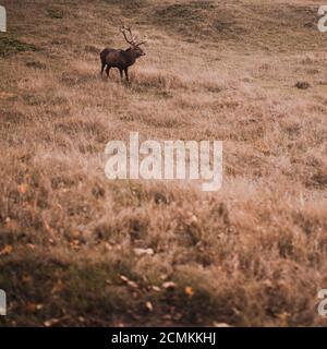 Cerf avec de grandes cornes ramifiées dans l'habitat naturel Banque D'Images