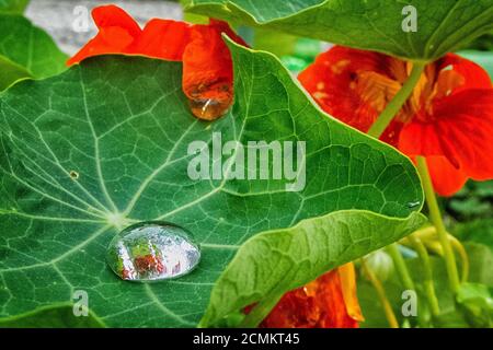 Brunswick, Allemagne. 02 août 2020. Après une douche de pluie, une goutte d'eau scintille sur une feuille d'un grand nasturtium (Tropaeolum majus). Credit: Stefan Jaitner/dpa/Alay Live News Banque D'Images