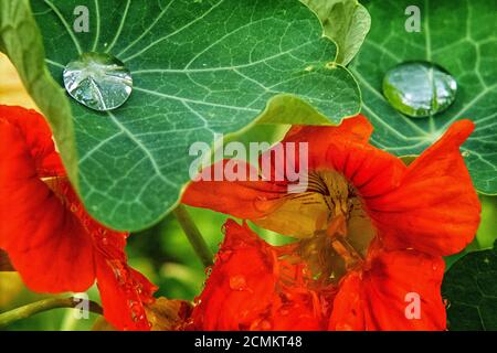 Brunswick, Allemagne. 02 août 2020. Après une douche de pluie, une goutte d'eau scintille sur une feuille d'un grand nasturtium (Tropaeolum majus). Credit: Stefan Jaitner/dpa/Alay Live News Banque D'Images