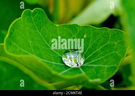 Brunswick, Allemagne. 02 août 2020. Après une douche de pluie, une goutte d'eau scintille sur une feuille d'un grand nasturtium (Tropaeolum majus). Credit: Stefan Jaitner/dpa/Alay Live News Banque D'Images