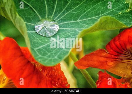 Brunswick, Allemagne. 02 août 2020. Après une douche de pluie, une goutte d'eau scintille sur une feuille d'un grand nasturtium (Tropaeolum majus). Credit: Stefan Jaitner/dpa/Alay Live News Banque D'Images