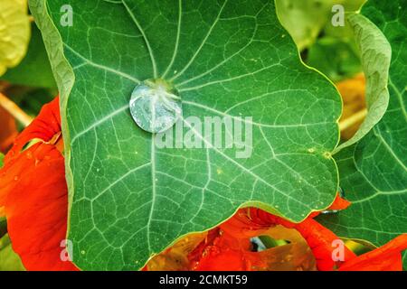 Brunswick, Allemagne. 02 août 2020. Après une douche de pluie, une goutte d'eau scintille sur une feuille d'un grand nasturtium (Tropaeolum majus). Credit: Stefan Jaitner/dpa/Alay Live News Banque D'Images