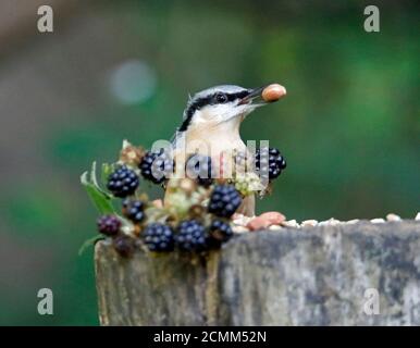 Nuthatch collectant des fruits, des noix et des graines dans une station d'alimentation des bois Banque D'Images