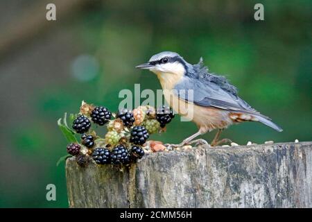 Nuthatch collectant des fruits, des noix et des graines dans une station d'alimentation des bois Banque D'Images