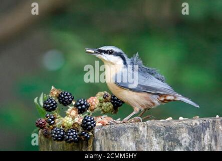 Nuthatch collectant des fruits, des noix et des graines dans une station d'alimentation des bois Banque D'Images