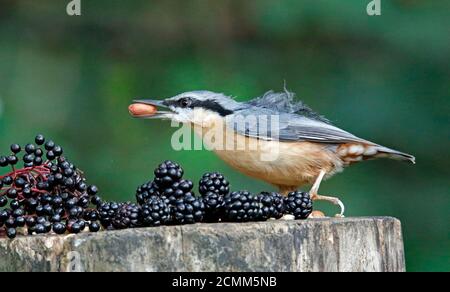 Nuthatch collectant des fruits, des noix et des graines dans une station d'alimentation des bois Banque D'Images