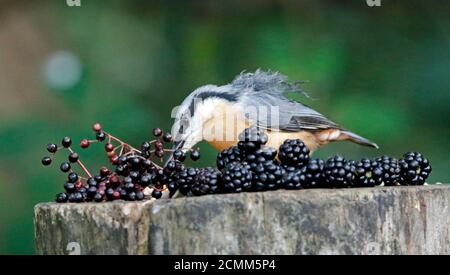 Nuthatch collectant des fruits, des noix et des graines dans une station d'alimentation des bois Banque D'Images