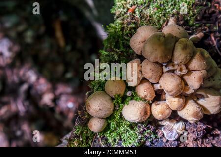 Coprinellus micaceus. Groupe de champignons ou de tabourets sur bois dans la nature. Banque D'Images