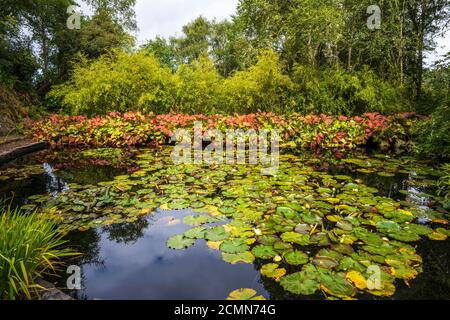 Lily Pond à Inverewe Garden, Poolewe, Wester Ross, Écosse, Royaume-Uni Banque D'Images