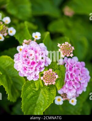 Lantana Camara, variété rose montrant des fleurs et des bourgeons en gros plan. Kansas, États-Unis. Banque D'Images