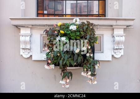 Installation de plantes dans un planteur suspendu à partir d'un seuil de fenêtre extérieur à l'extérieur d'un bâtiment. Banque D'Images