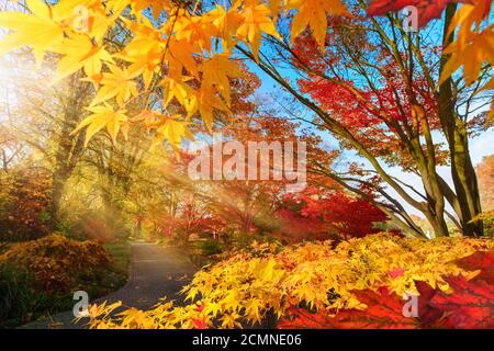 Changement coloré de saison dans un parc: Paysage d'automne avec érable japonais et d'autres arbres, avec ciel bleu et éclairé par des rayons du soleil Banque D'Images