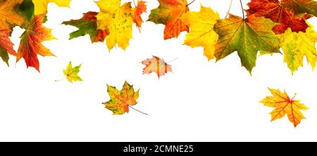 Des feuilles d'automne colorées pendent et tombent, isolées en studio sur blanc Banque D'Images