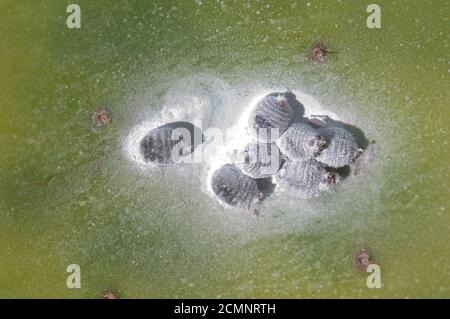 Femelles de Dactylopius cochine sur un bloc de figues barbares Opuntia maxima. Paysage protégé par Timijiraque. El Hierro. Îles Canaries. Espagne. Banque D'Images
