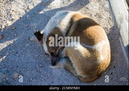 Un chien dormant dans l'ombre, plein air chaud jour Banque D'Images