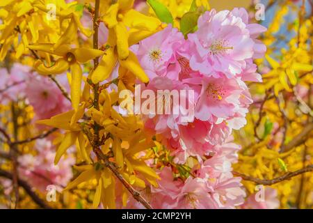 Temps de floraison Banque D'Images
