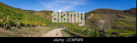 Panorama des vignobles de la vallée de l'Ahr sur le sentier de randonnée avec vin rouge Banque D'Images