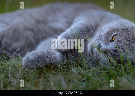 Gros plan d'un chat de fantaisie allongé sur le vert herbe sur un jardin Banque D'Images