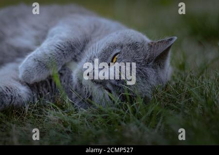 Gros plan d'un chat de fantaisie allongé sur le vert herbe sur un jardin Banque D'Images