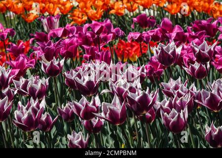 Avril, fleurs en fleurs dans le mélange de jardin différents cultivars Banque D'Images
