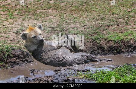 Hyena tachetée (Crocuta crocuta) dans un bassin de boue. Il est couvert de boue humide pendant le tring pour refroidir. Masai Mara, Kenya. Banque D'Images