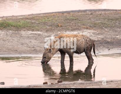 Hyena tachetée en buvant dans un petit trou d'eau près de Madison Pan dans le parc national de Hwange, Zimbabwe Banque D'Images