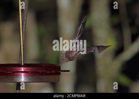 Bat commun long-tongué (Glossophaga soricina) adulte planant au mangeoire à colibris REGUA, Forêt tropicale de l'Atlantique, Brésil Juillet Banque D'Images