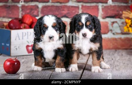 Deux chiots Bernedoodle miniatures F1 à 5 semaines dans avant du mur de briques avec des pommes Banque D'Images