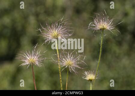 Pasqueflower (Pulsatilla) Banque D'Images