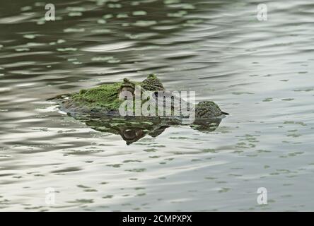Caïman (Caiman latirostris) adulte tête au-dessus de l'eau, dans le tapis d'algues REGUA, forêt tropicale de l'Atlantique, Brésil Juillet Banque D'Images
