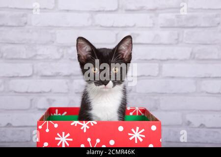 Chaton de smoking noir et blanc assis dans une boîte cadeau de Noël rouge avec motif de flocon de neige blanc regardant directement le spectateur avec une expression curieuse. L Banque D'Images