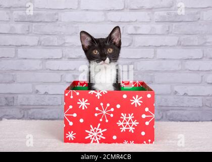 Chaton de smoking noir et blanc assis dans une boîte cadeau de Noël rouge avec motif de flocon de neige blanc regardant directement le spectateur avec une expression curieuse. L Banque D'Images