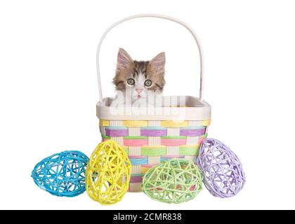 Gros plan d'un chaton Norvégien Forrest assis dans un panier de Pâques en osier de couleur pastel, avec des œufs décoratifs devant lui, en regardant la vue Banque D'Images