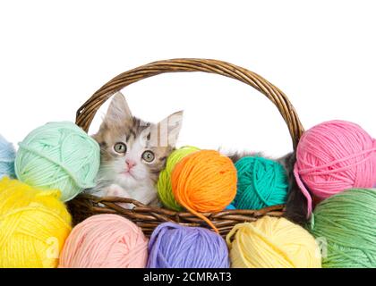 Chaton de chat Forrest norvégien, dans un panier de fils entouré de balles colorées de fils, regardant directement le spectateur. Isolé sur blanc. Banque D'Images