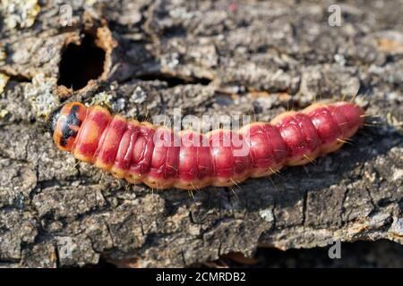 Caterpillar d'une chèvre (Cossus Cossus) sur l'écorce d'un arbre Banque D'Images