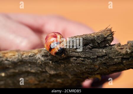 Caterpillar d'une chèvre (Cossus Cossus) sur l'écorce d'un arbre Banque D'Images