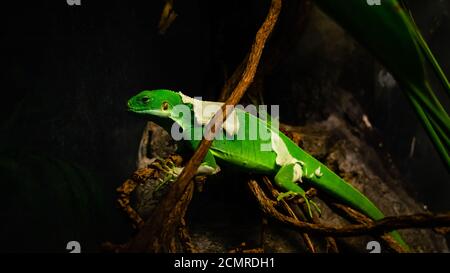 Gros plan d'une femelle Fiji baguée iguana Banque D'Images