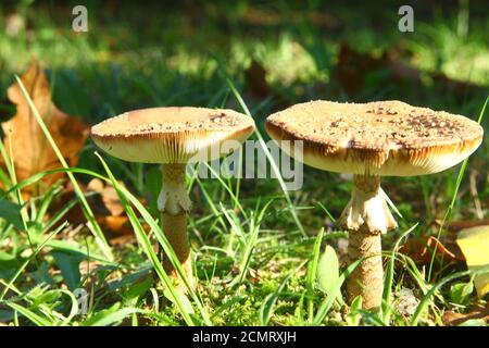 champignons toxiques et toxiques dans la forêt Banque D'Images