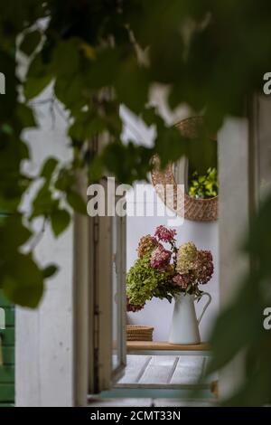 Une vue de l'extérieur de l'hortensia sec fleurs sur le fond en bois, tons, sélectif foyer Banque D'Images